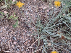 Thelesperma megapotamicum