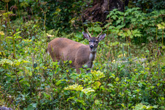 Odocoileus hemionus sitkensis