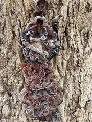 Phaeotremella foliacea