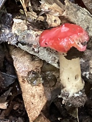 Hygrocybe cuspidata
