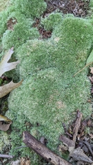 Leucobryum glaucum
