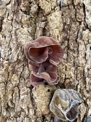 Phaeotremella foliacea