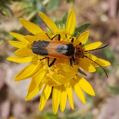Chauliognathus basalis