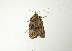 Choristoneura fumiferana