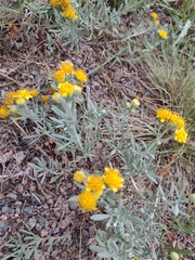 Picradeniopsis oppositifolia