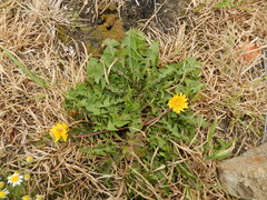 Taraxacum officinale