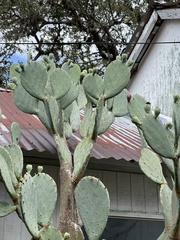 Opuntia cacanapa