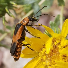 Chauliognathus basalis