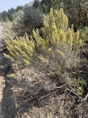 Artemisia tridentata