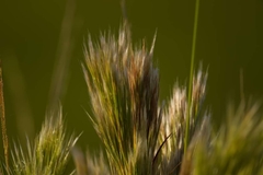 Andropogon glomeratus