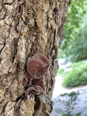 Phaeotremella foliacea