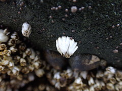 Semibalanus balanoides