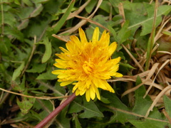Taraxacum officinale