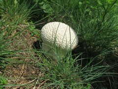 Lycoperdon