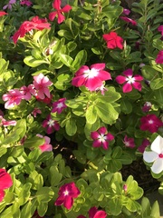 Catharanthus