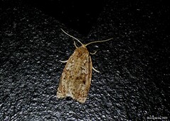 Choristoneura fumiferana