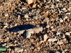 Sphingonotus azurescens