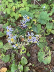 Symphyotrichum undulatum