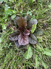 Ajuga reptans