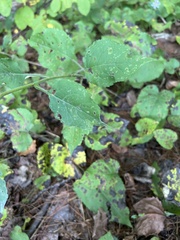 Symphyotrichum undulatum