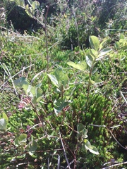Salix aurita