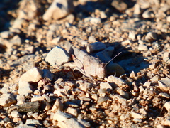 Sphingonotus azurescens