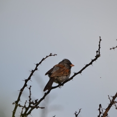Spizella atrogularis