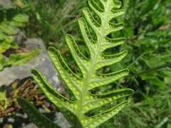 Polypodium vulgare