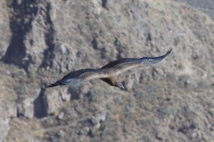 Vultur gryphus