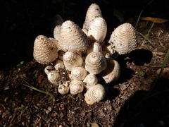 Coprinopsis variegata