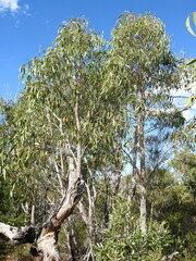 Eucalyptus latisinensis