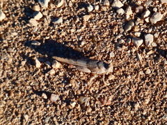 Sphingonotus azurescens