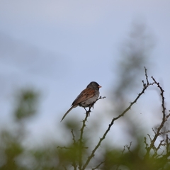 Spizella atrogularis