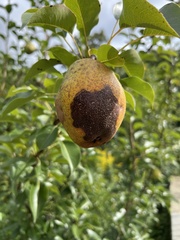 Pyrus