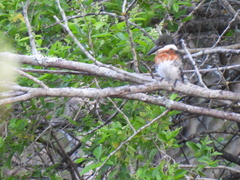 Chloroceryle americana