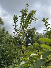 Pyrus