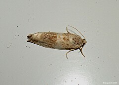 Pseudosciaphila duplex