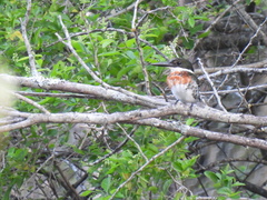 Chloroceryle americana