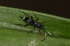 Goryphus