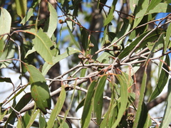Eucalyptus latisinensis
