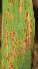 Puccinia phragmitis