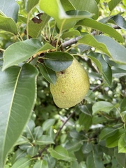 Pyrus