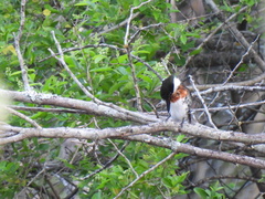 Chloroceryle americana