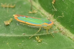 Cicadellinae