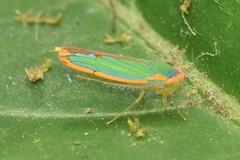 Cicadellinae
