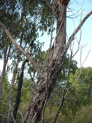 Eucalyptus latisinensis