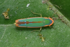Cicadellinae