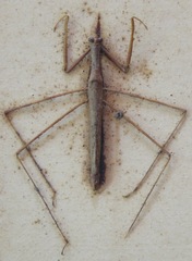 Ranatra parvipes vicina