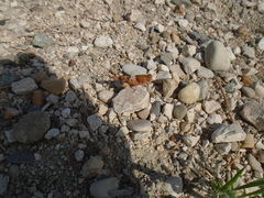 Oedipoda