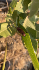 Tetraopes femoratus
